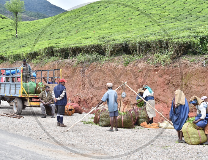 Tea Plantation Workers Weighing The Harvested Tea Leaves and loading them in Transport Vehicles