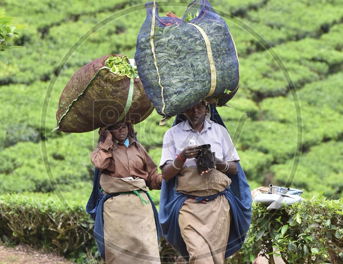 Indian Woman Workers with Carrying  Freshly Harvested  Tea Leaf Bags on Their Head  in Munnar