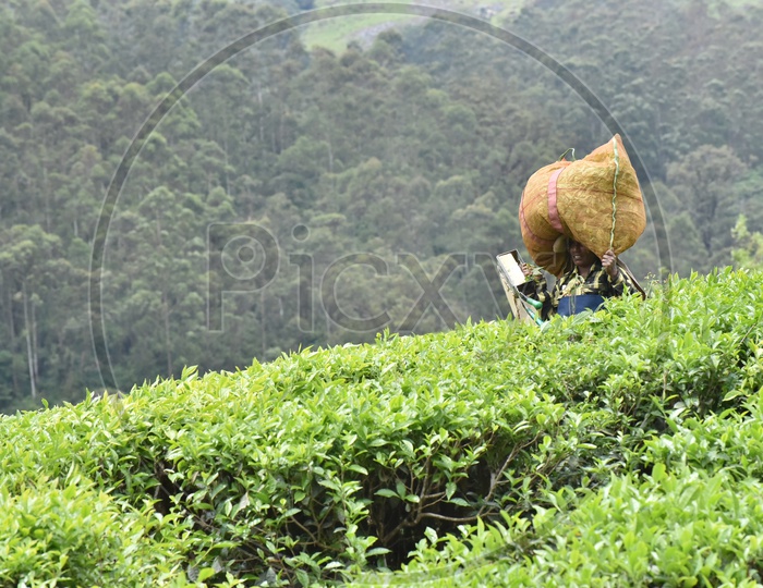 A Woman Worker Of Tea Plantation Carrying a Bag Of Freshly Harvested Tea Leaves On Her Head in Tea Plantation Of Munnar