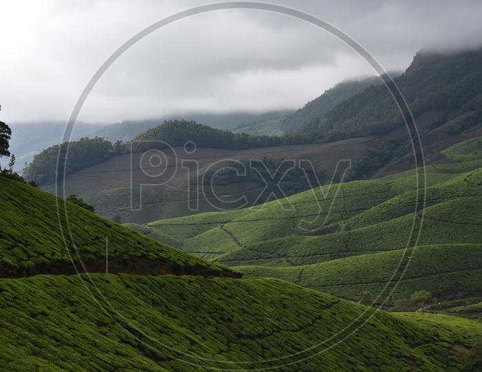 Landscape of Munnar mountains covered with Tea plants