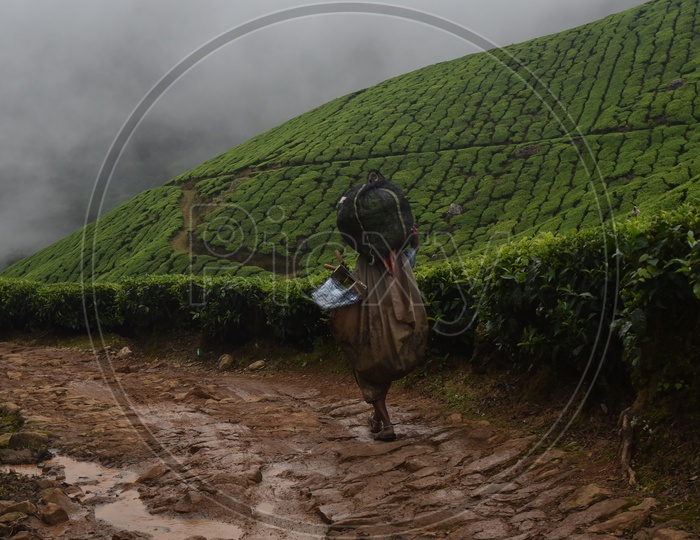 A women carrying tea plants on her shoulder in Munnar
