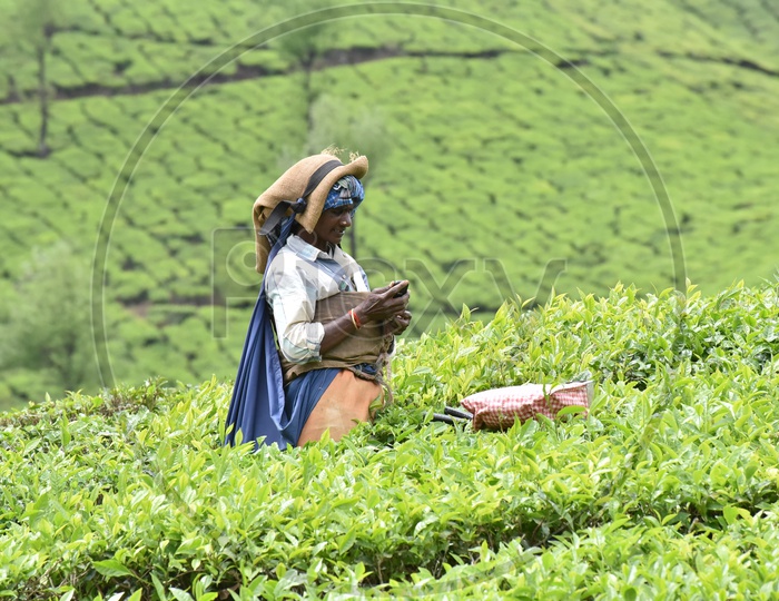 Indian Tea Plantation Woman Worker In Munnar  Spotted Using  Phone