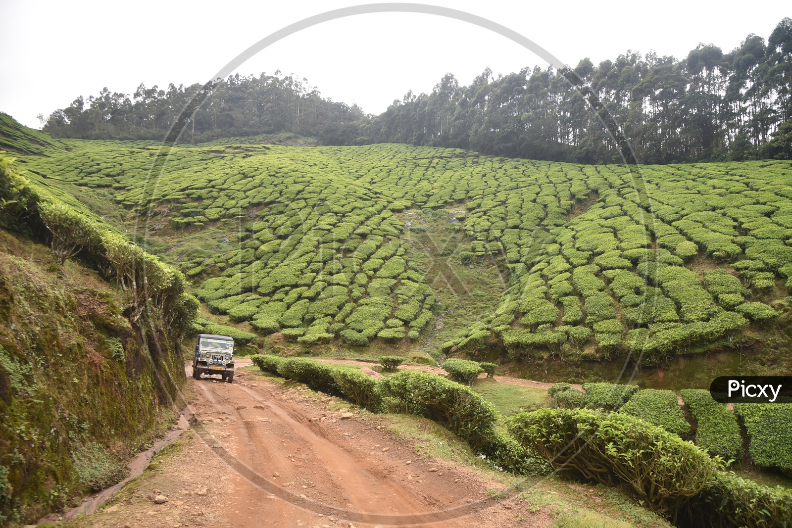 Beautiful Mountains of Munnar with a jeep moving along the tea plants