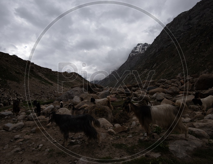 Goats / Cattle in the River valleys Of Leh / Ladakh