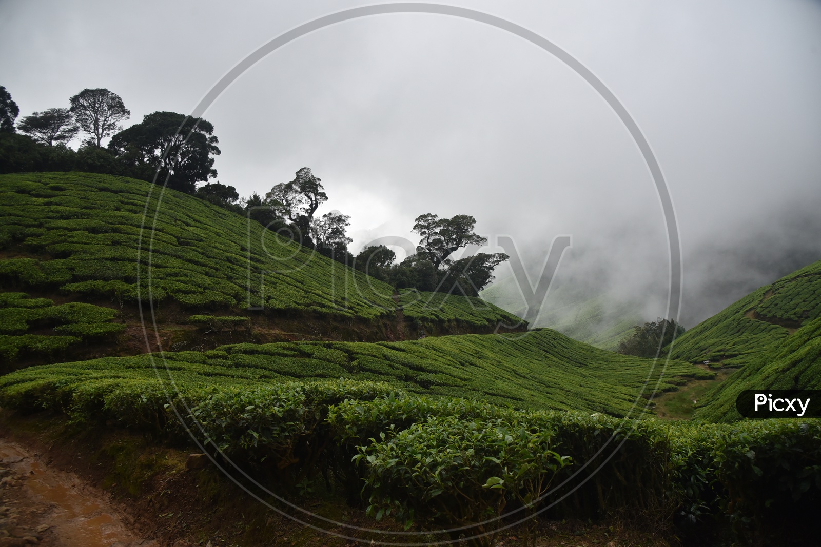 Tea plants on Mountains from Munnar