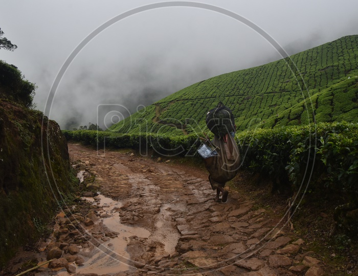 A women carrying tea plants on her shoulder in Munnar