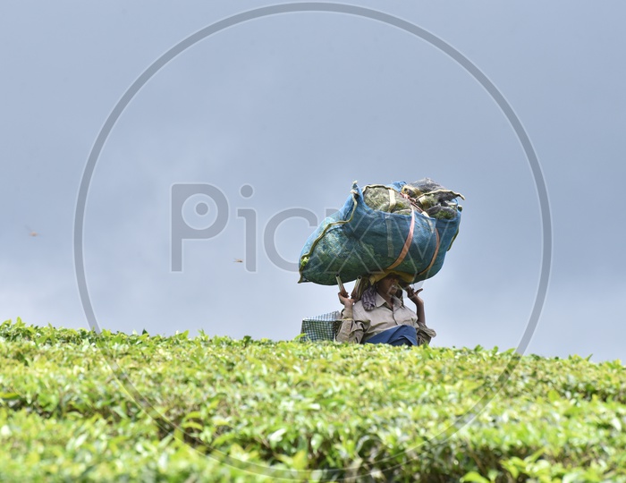 Indian Woman Tea Plantation Worker Carrying The Bag Of Freshly Harvested Leaves Of Tea on Their Head In Munnar