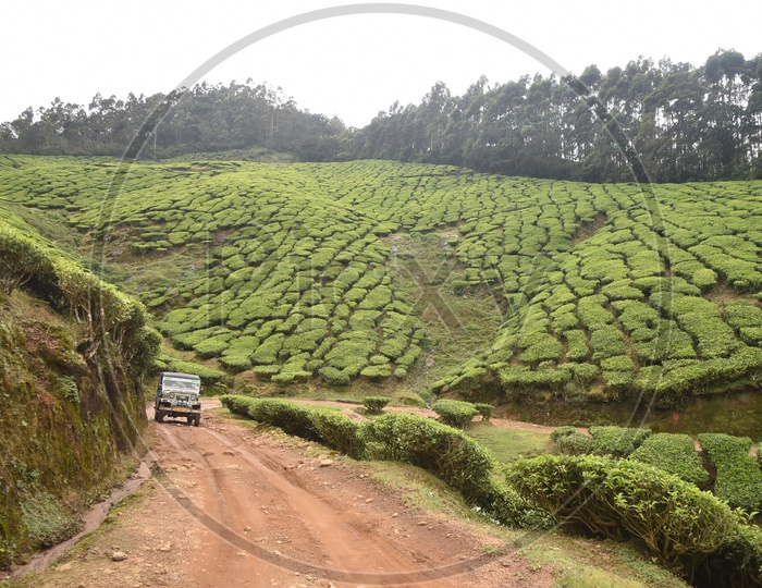 Beautiful Mountains of Munnar with a jeep moving along the tea plants