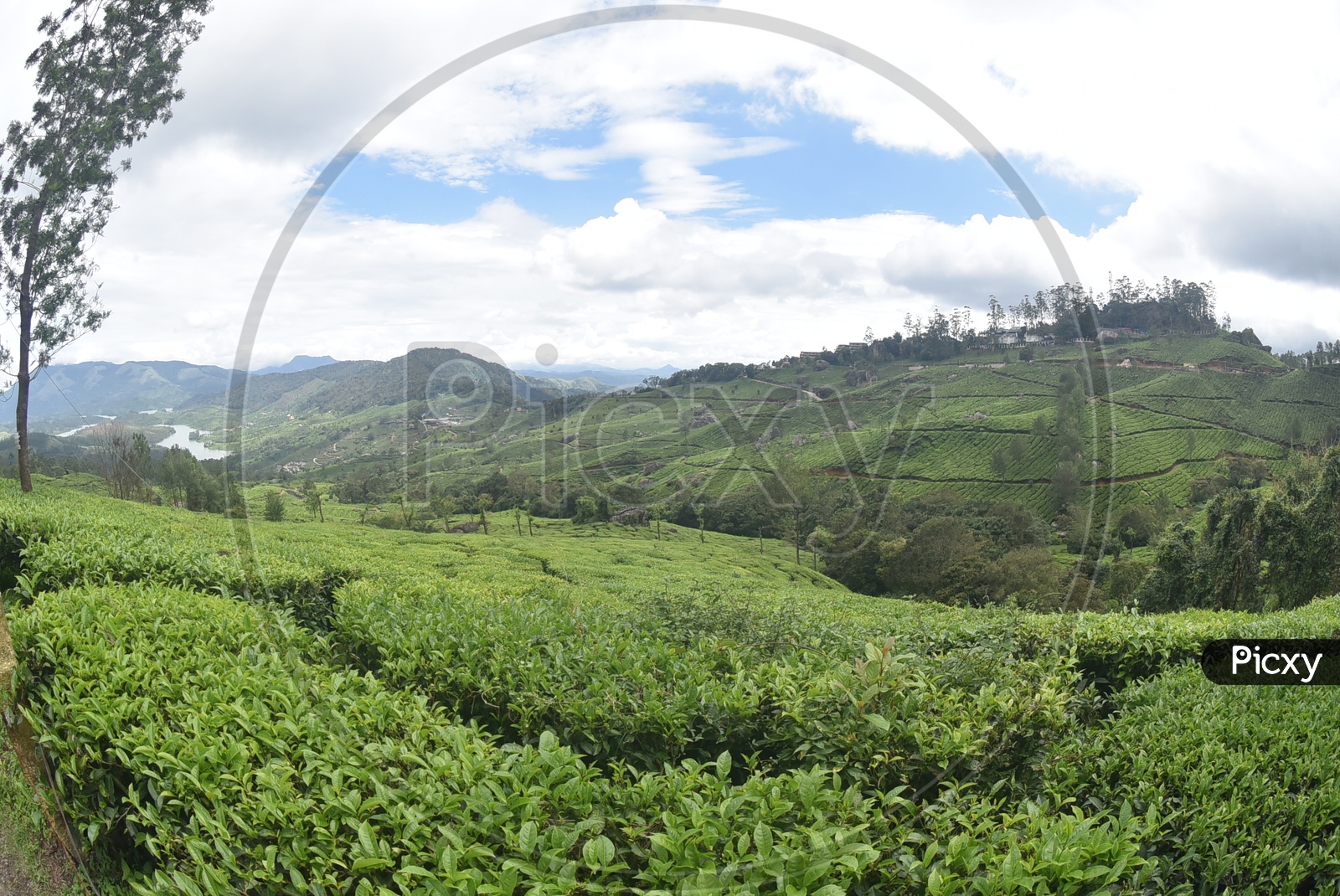 Landscape of Munnar mountains covered with tea plants