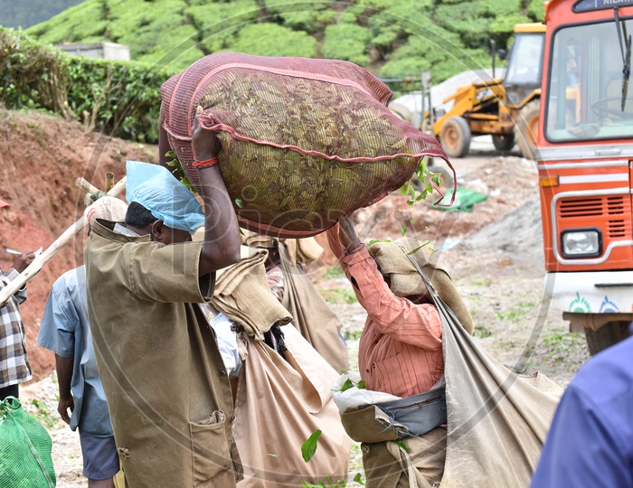 Local Workers in Tea Plantations Of Munnar Carrying the Bags Of Freshly Harvested Tea Leaves