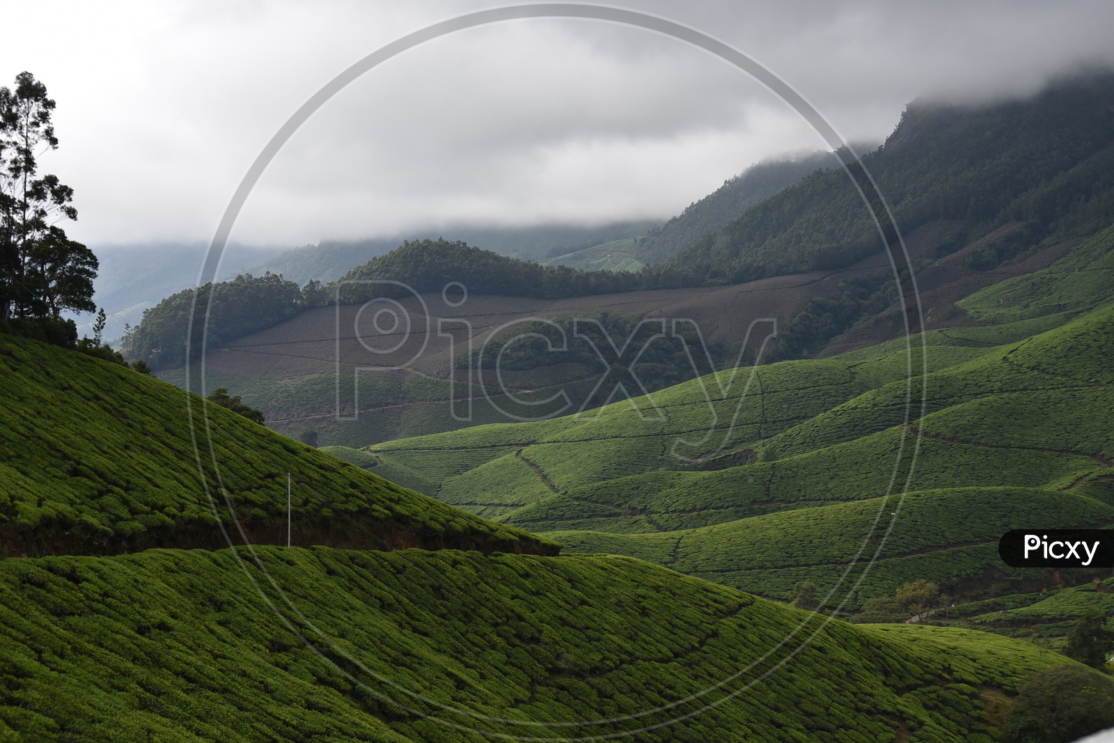 Landscape of Munnar mountains covered with Tea plants