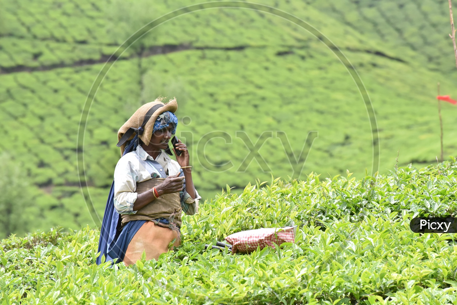 Indian Tea Plantation Woman Worker In Munnar  Spotted Talking in Phone