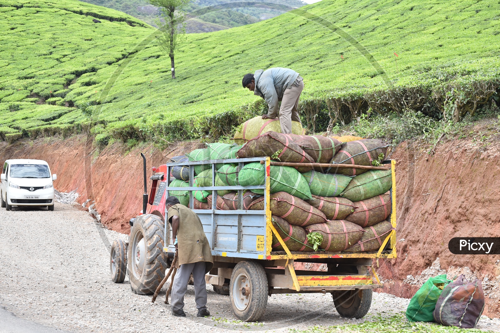 Workers Loading Tea Bags into Tractor