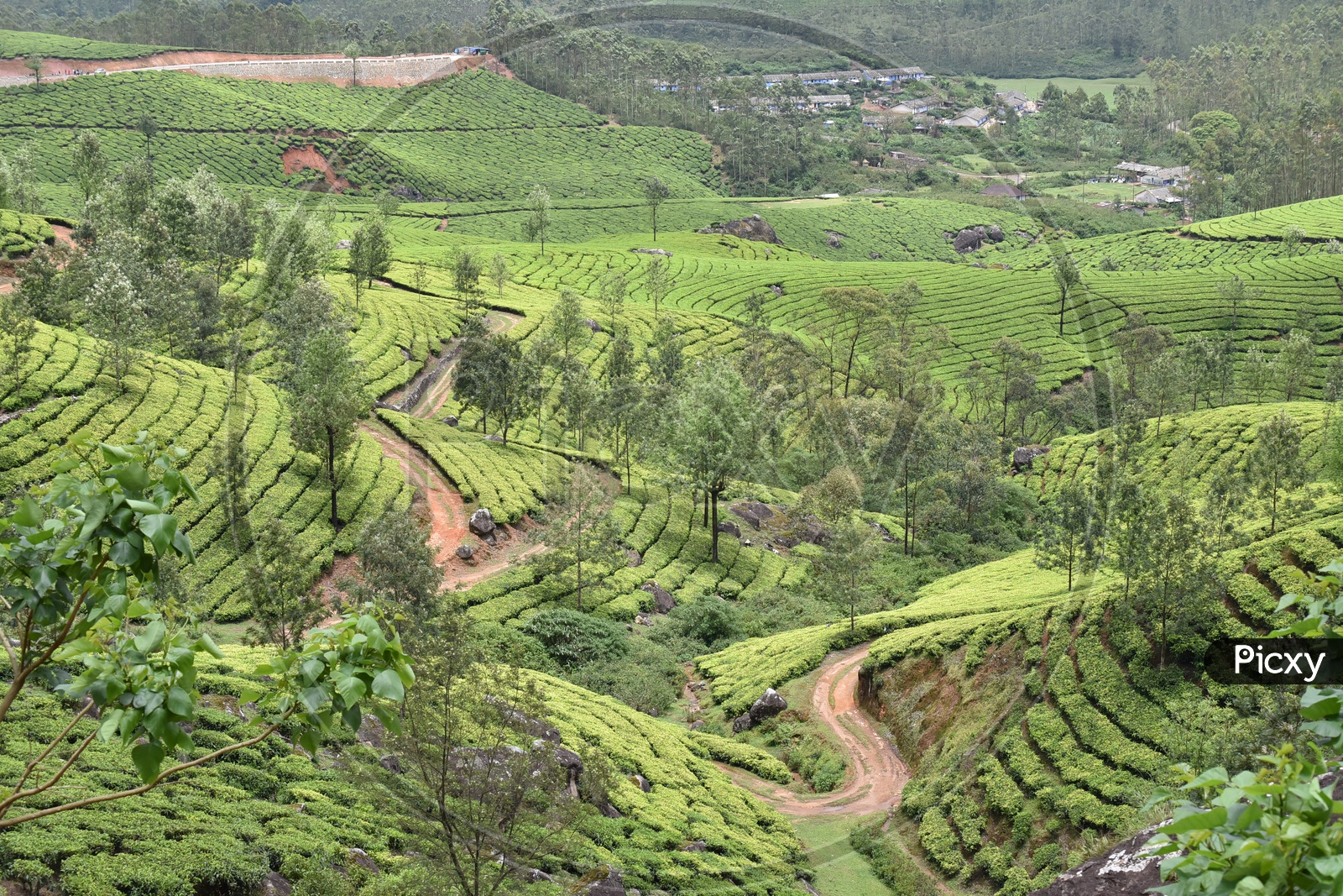 Beautiful Landscape of Munnar mountains covered with Tea plants
