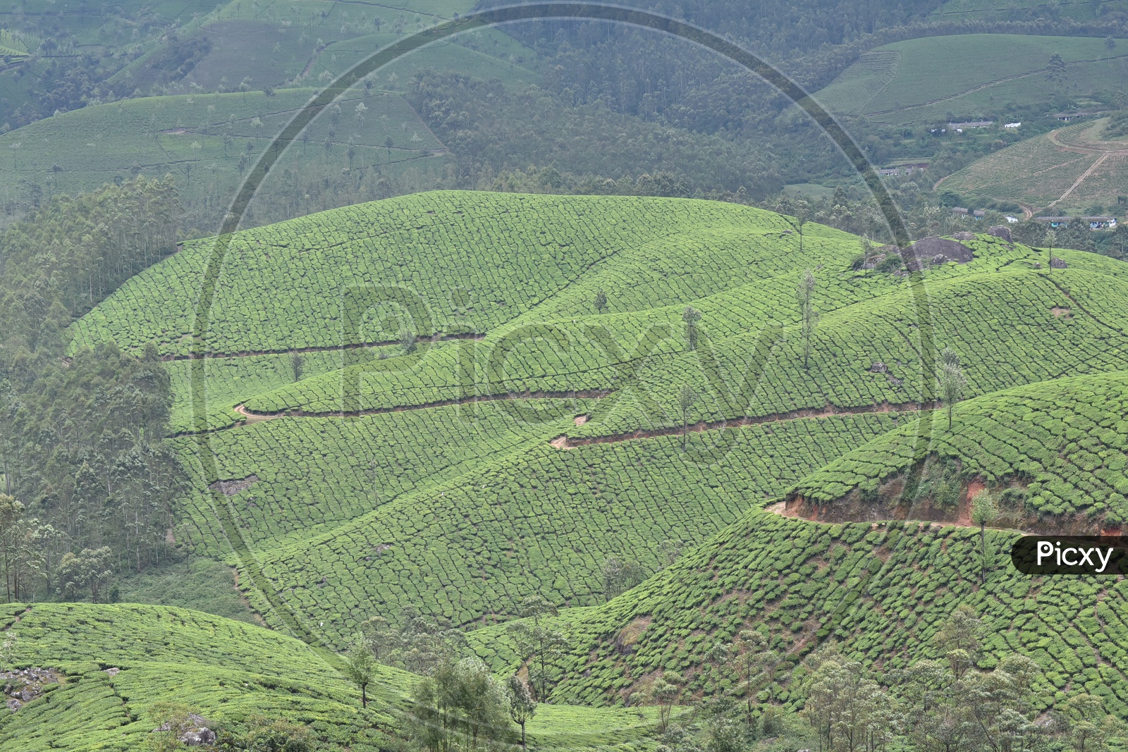 Tea Plantations in Munnar