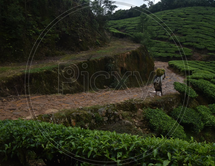 A women carrying tea plants in Munnar