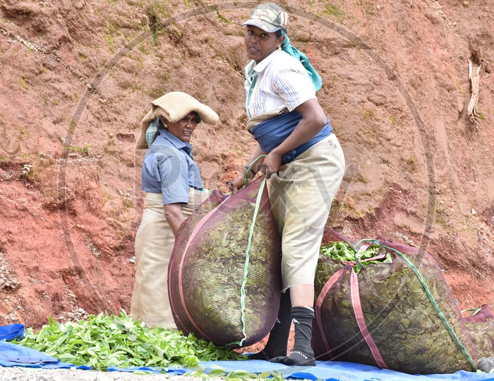 Indian Woman Workers in Tea Plantation With The Freshly Harvested Tea Leaf Bags In Munnar