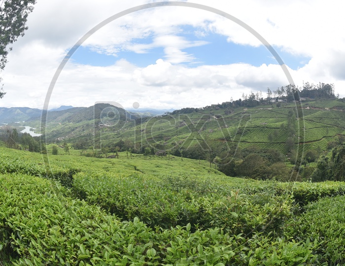 Landscape of Munnar mountains covered with tea plants
