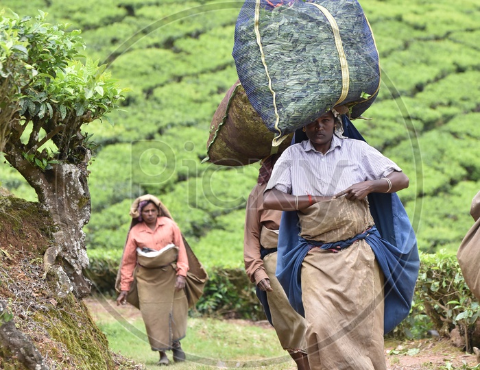 Indian Woman Workers with Carrying  Freshly Harvested  Tea Leaf Bags on Their Head  in Munnar
