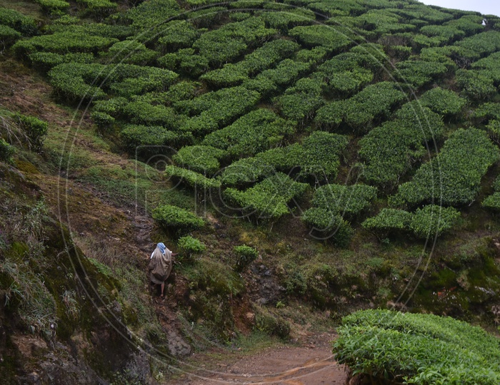 Tea plants on Mountains from Munnar
