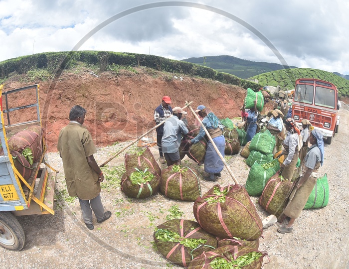 Tea Plantation Workers Weighing Freshly Harvested Tea Leaves in Munnar Tea Plantation