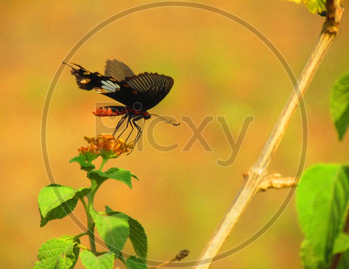A Black winged Butterfly on a Flower Closeup Shot