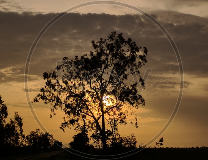 A Silhouette Of a Tree With a Sunset in Background and Sky with Clouds