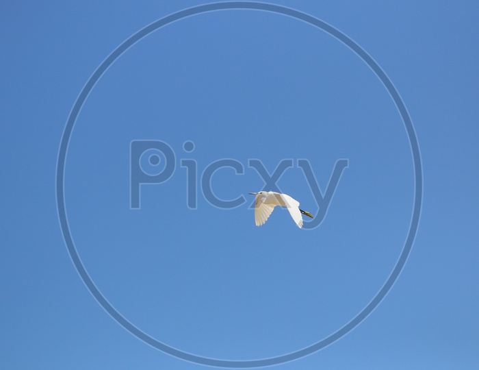 Indian Crane Flying in air Composition Shot With Blue Sky as Background