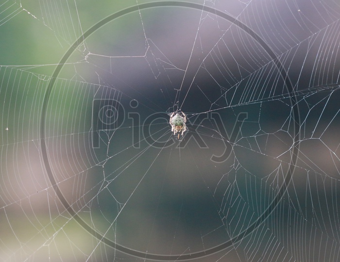 Spyder In a Web Closeup Shot Forming a Background