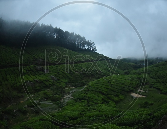 Beautiful Views Of Valleys in Munnar With Tea Plantations and Fog Filled hills