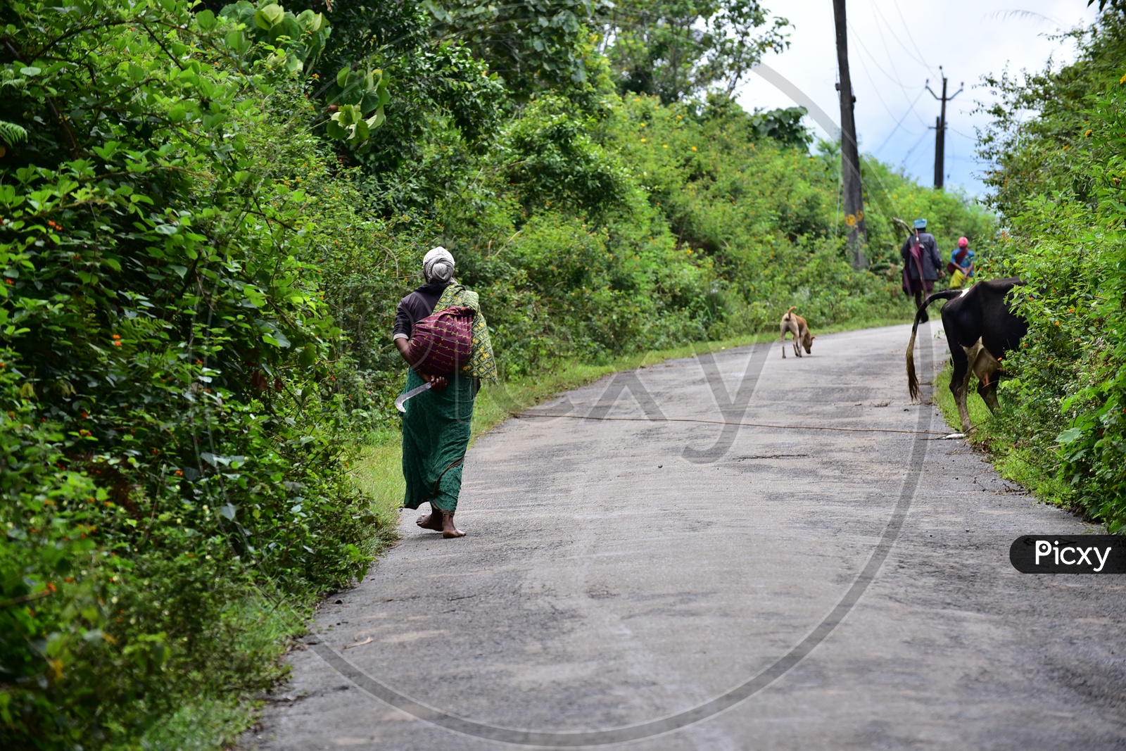 An Old Woman Walking Along The Road in Munnar As A Part Of her Daily Life With a Knife In Her Hand