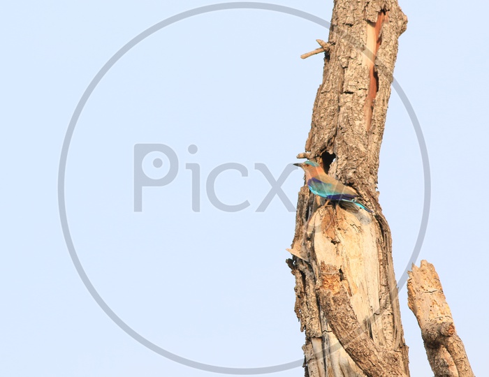 Indian Pitta Sitting on a Stem Of a Dried Tree