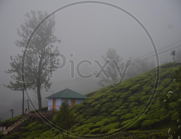 Tea Plantation in Munnar Closeup Shot With Fog Filled Hills in Background