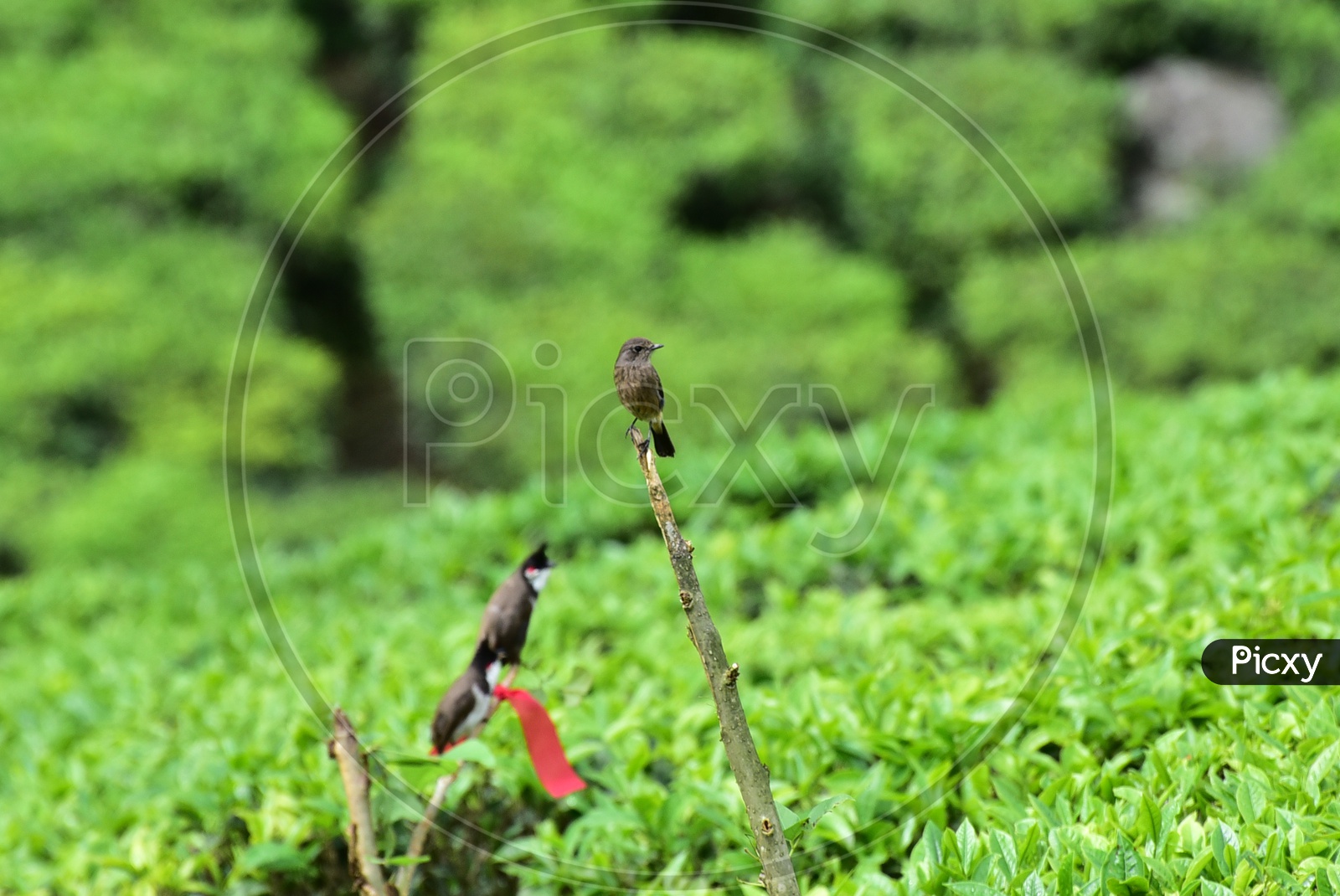 Birds Sitting on Wooden Sticks in Munnar Tea Plantation
