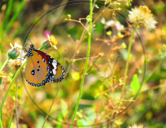 A Yellow Winged Butterfly On a Plant In a Garden Closeup Shot