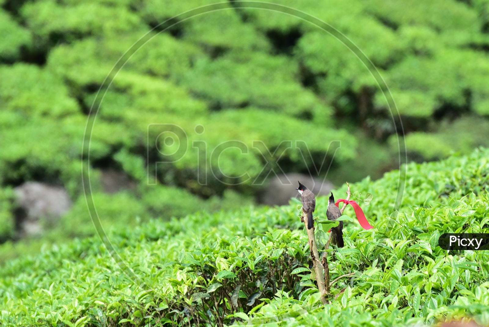 Birds Sitting on Wooden Sticks in Munnar Tea Plantation