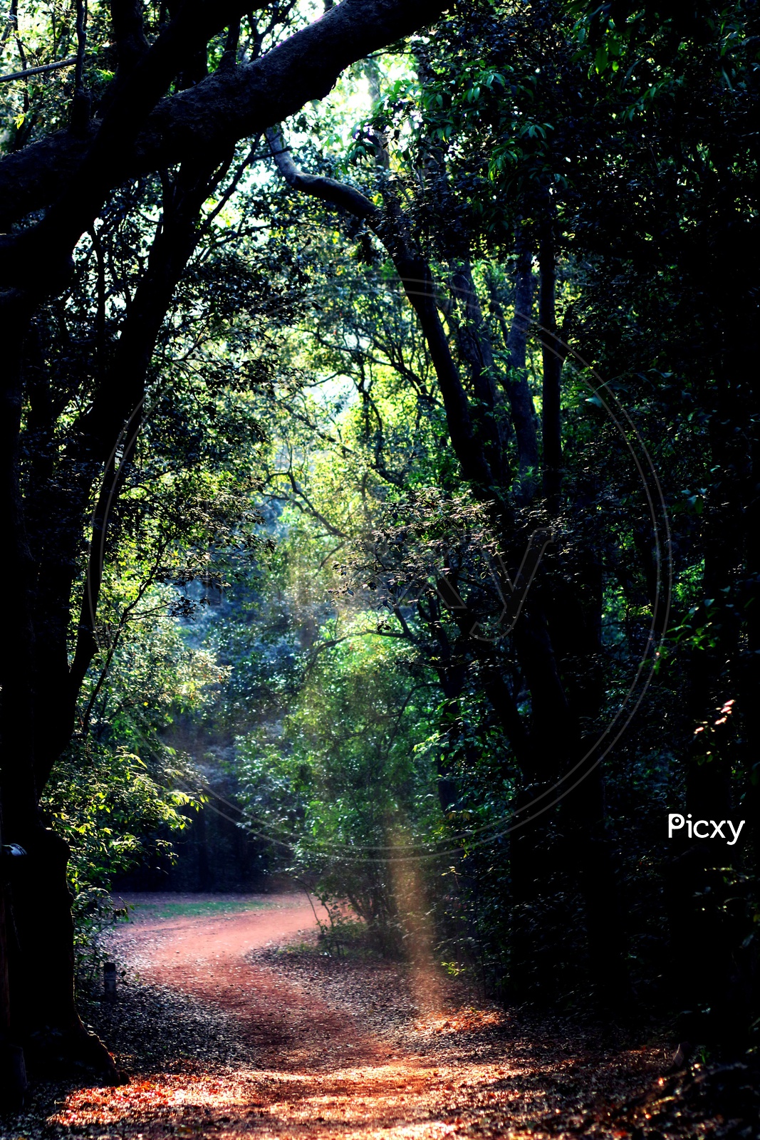 Pathways in Forests with rays of Sun Falling