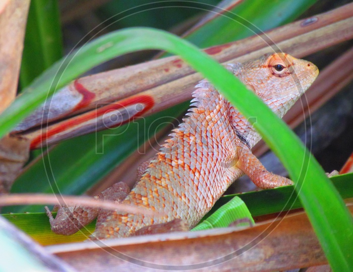 A Garden Lizard Closeup Shot