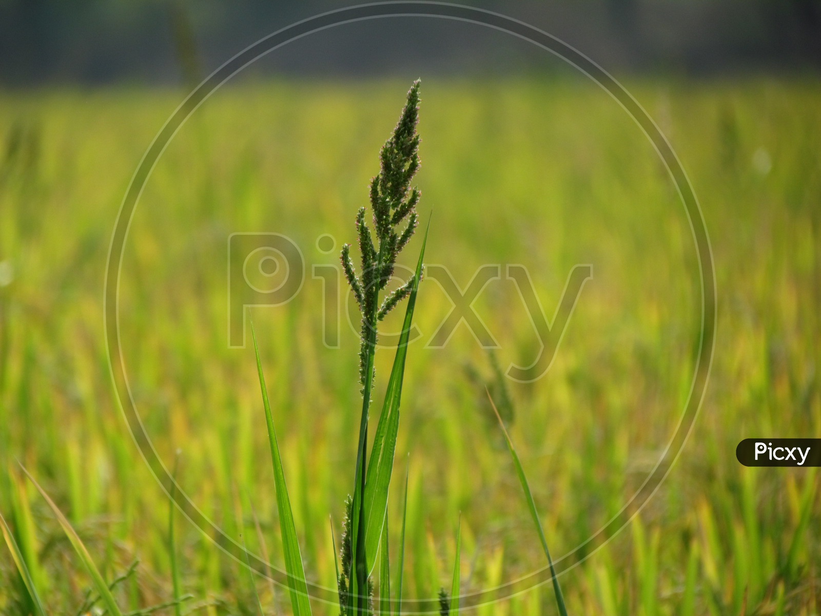 Sorghastrum Nutans / Indian Grass / Green Indian Grass Closeup Shot