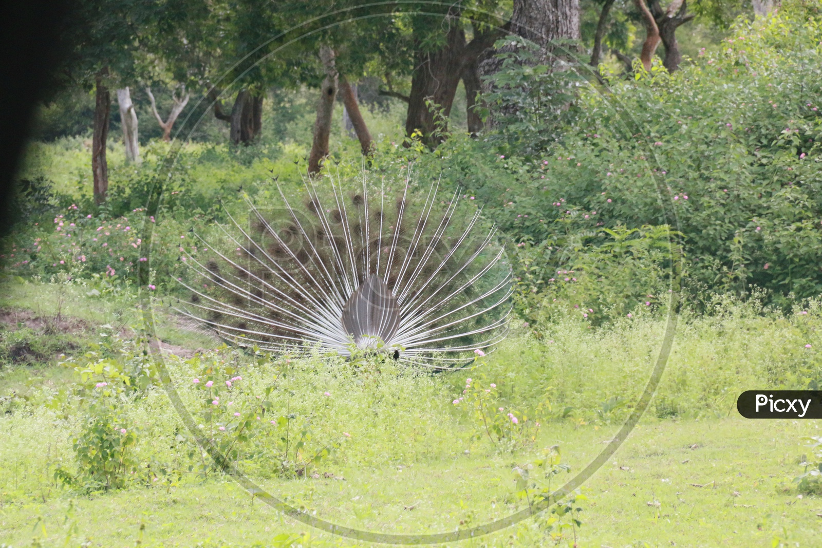 Indian Male Peacock Opened up His Feathers in a Forest Area
