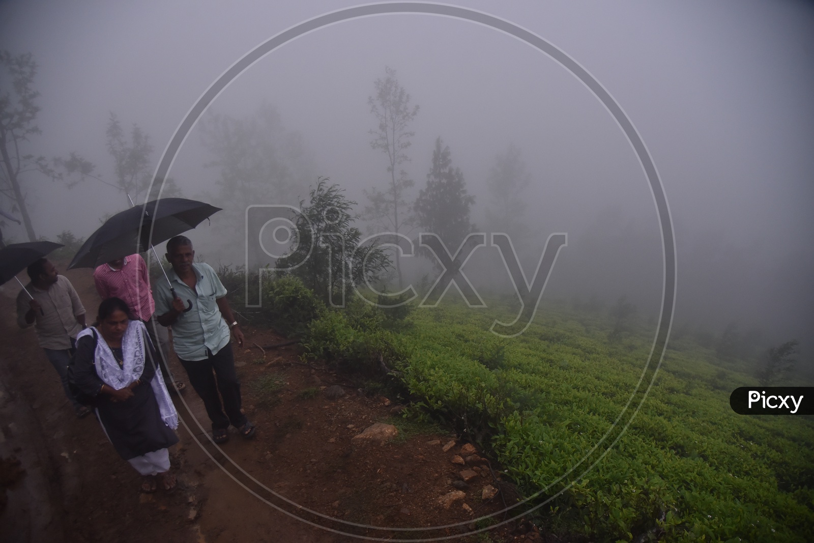 Local people Visiting Tea Plantations in Munnar in Foggy Mornings