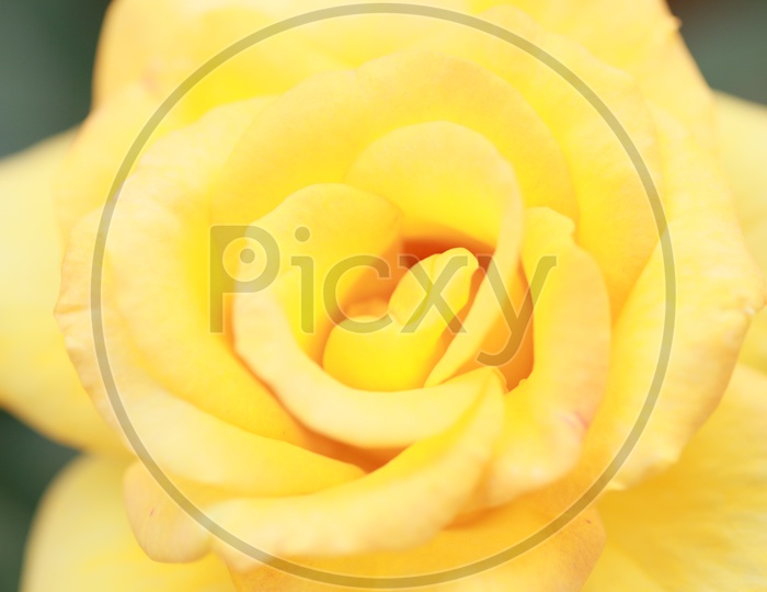 A Yellow Rose Flower Macro Shot