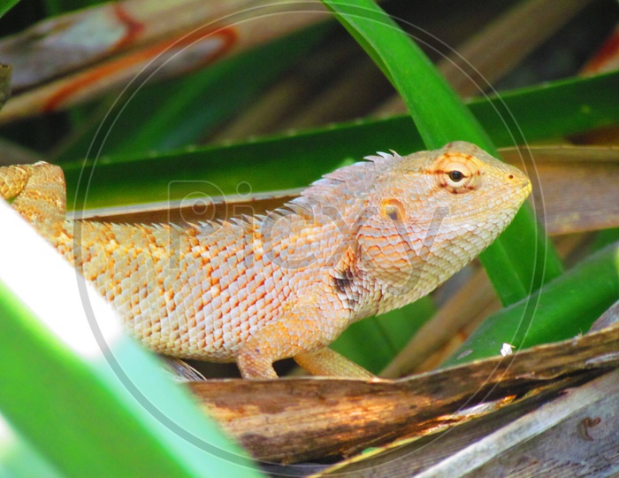 A Garden Lizard Closeup Shot