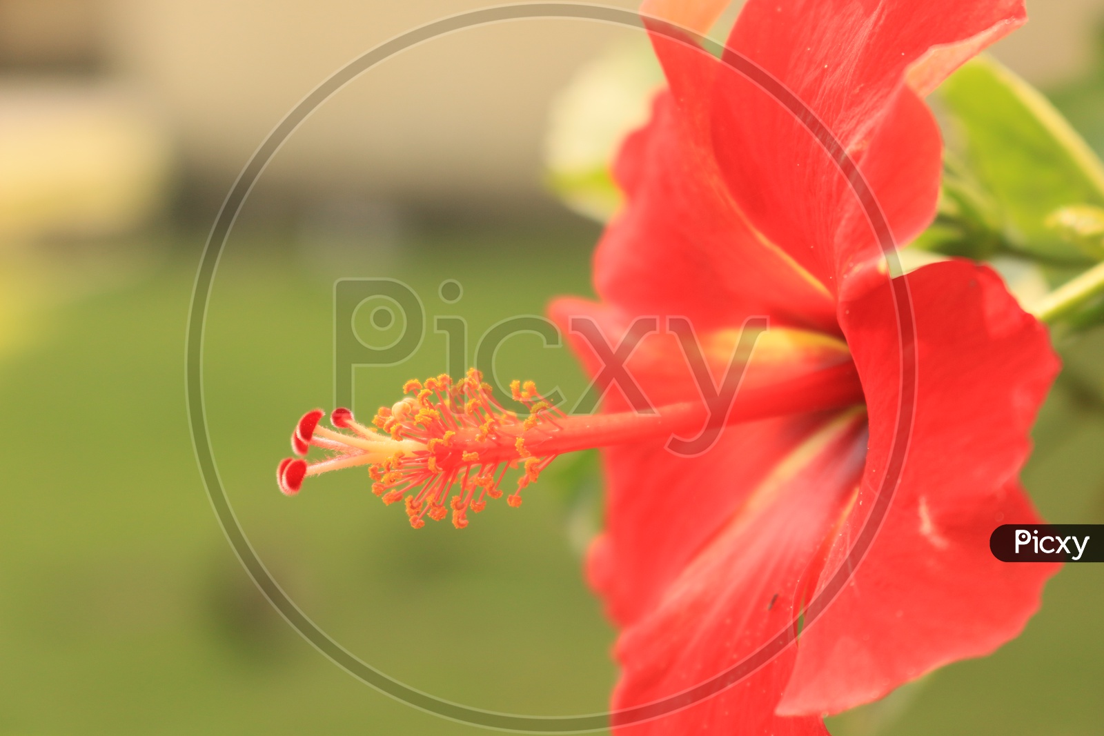 Hibiscus Flower Closeup Shot