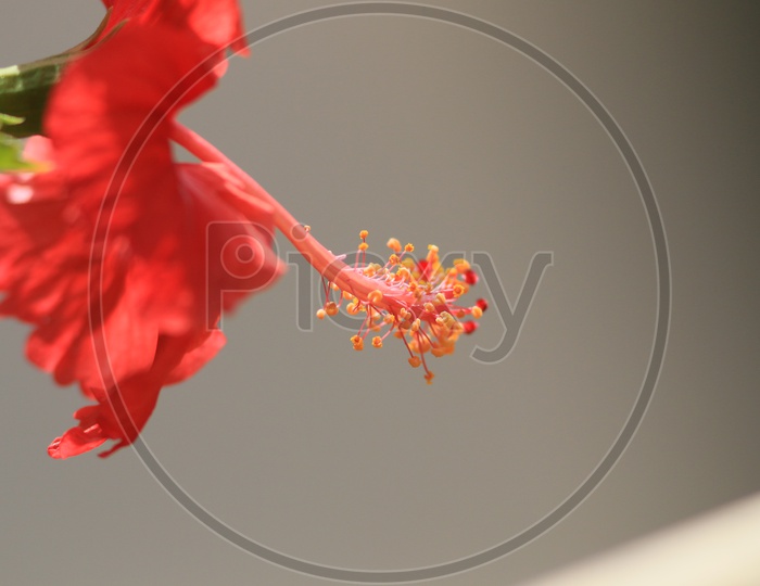 Hibiscus Flower Closeup Shot