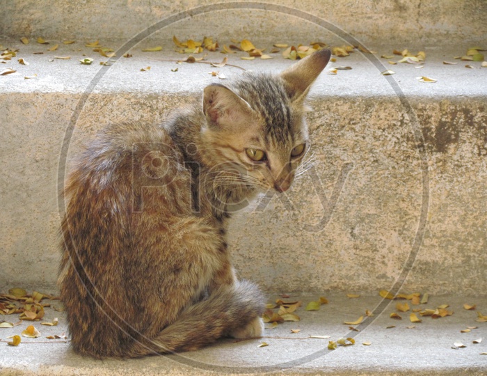 Indian Cat Sitting on Steps Closeup Shot