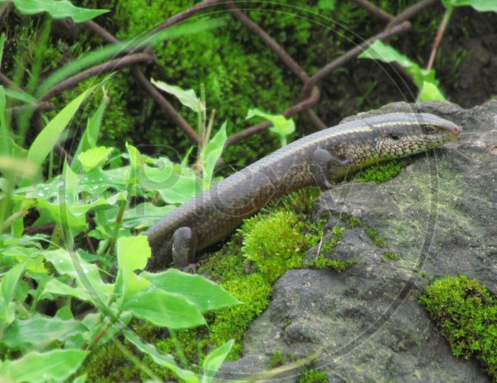 Indian Skink Crawling on a Stone in a garden
