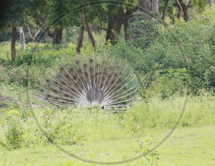 Indian Male Peacock Opened up His Feathers in a Forest Area