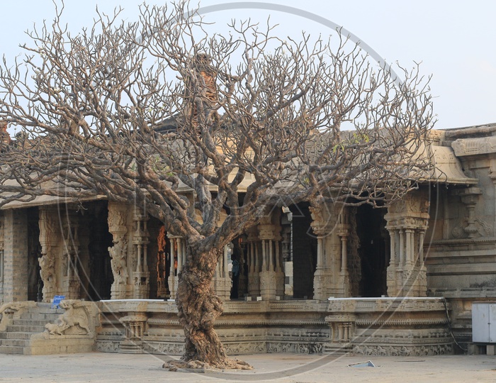 A Full Dried Tree in a temple