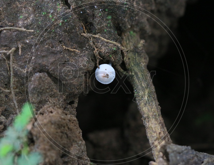 A Mushroom on  a Stem of a Tree  Closeup Shot
